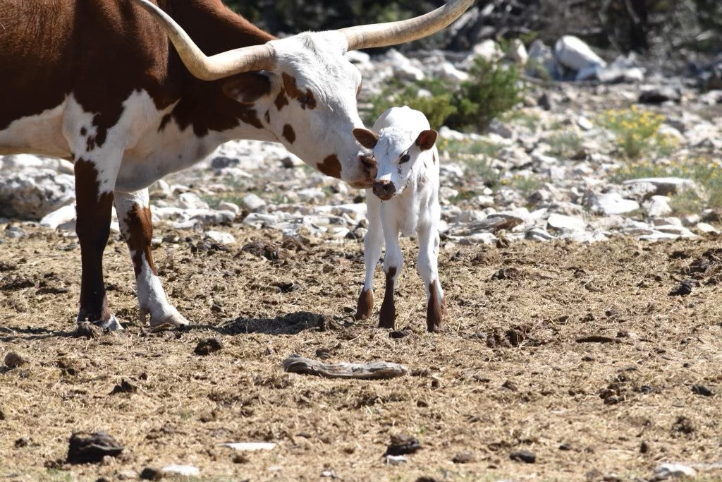 TGC Longhorns