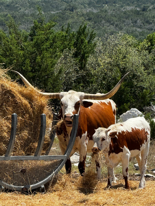 TGC Beauty With Calf at Side
